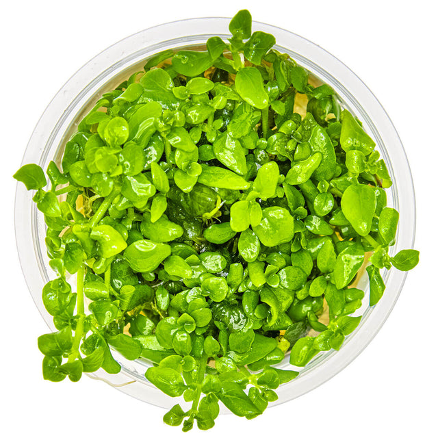 Tropica 052B Tissue Culture - Hygrophila serpyllum in a closed cup, showcasing lush green growth and intricate leaf patterns.