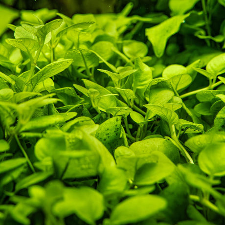 Tropica 052B Tissue Culture - Hygrophila serpyllum lush green aquarium plant in tissue culture cup.