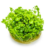 Tropica 052B Tissue Culture - Hygrophila serpyllum vibrant aquarium plant in tissue culture cup.