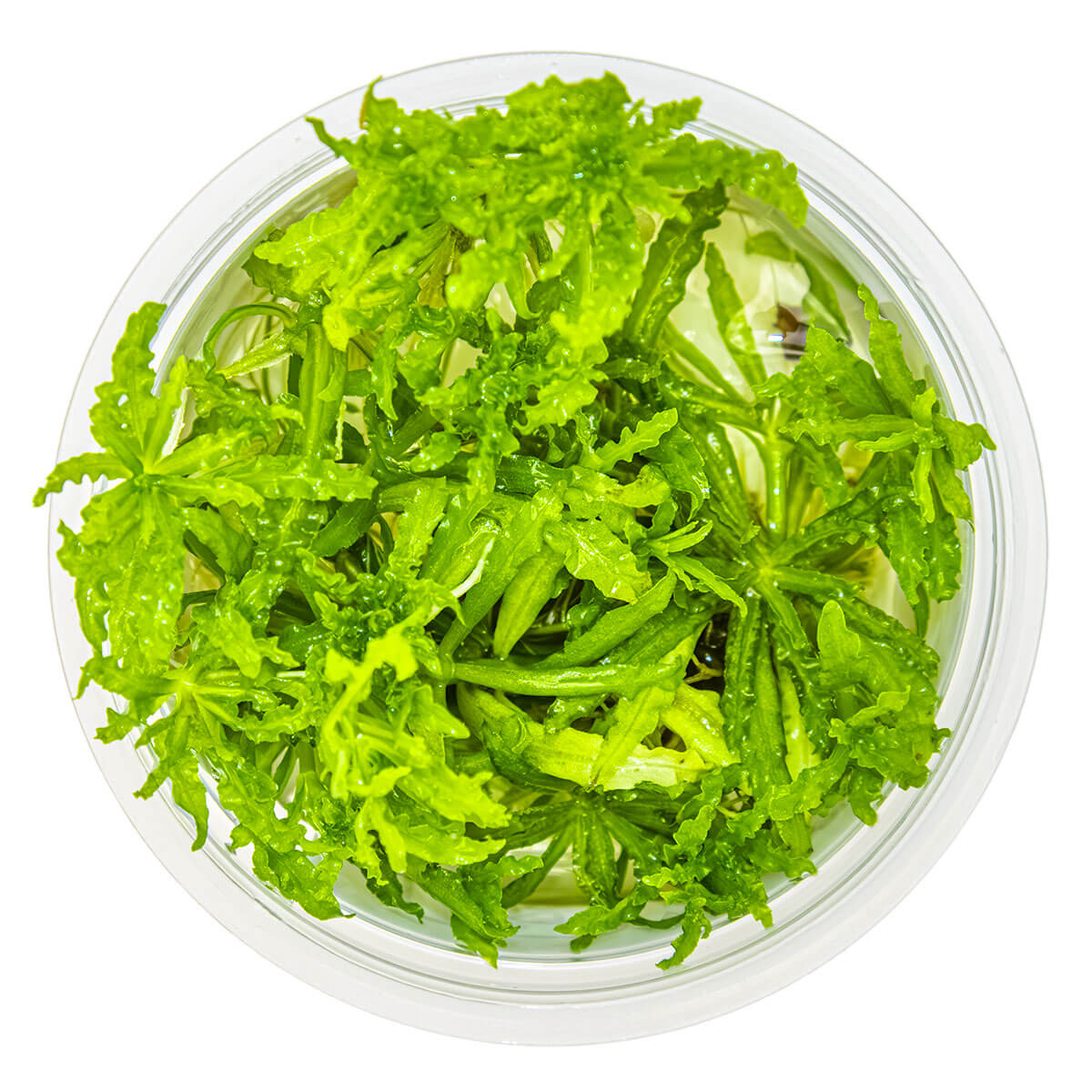 Tropica 053H Tissue Culture - Pogostemon helferi aquarium plant in a closed cup.