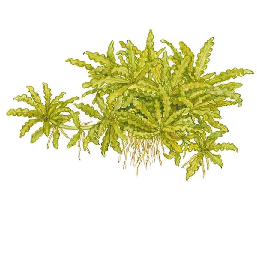 Pogostemon helferi plant illustration, tropical aquatic plant for aquarium use, showing distinctive green foliage.