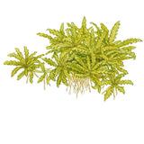 Pogostemon helferi plant illustration, tropical aquatic plant for aquarium use, showing distinctive green foliage.