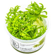 Tropica 053H Tissue Culture - Pogostemon helferi aquarium plant in a closed cup for easy aquascaping.