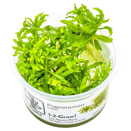 Tropica 053H Tissue Culture - Pogostemon helferi aquarium plant in a closed cup for easy aquascaping.