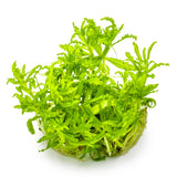 Tropica 053H Tissue Culture - Pogostemon helferi aquarium plant in tissue culture closed cup.