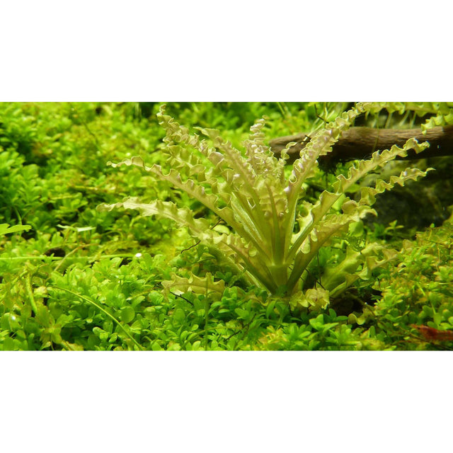 Tropica 053H Tissue Culture - Pogostemon helferi aquarium plant in lush green aquascape.