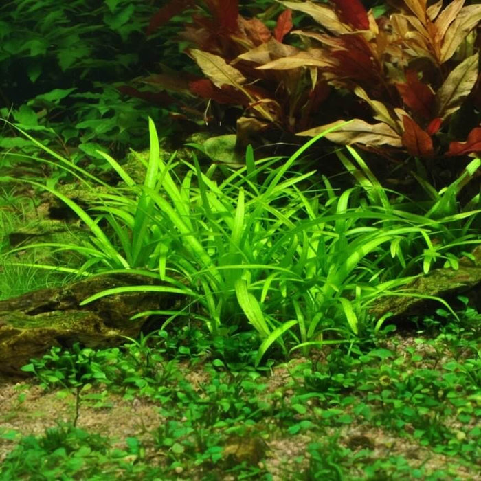 Vibrant green Sagittaria subulata tissue culture plant in an aquascape, ideal for aquarium foreground landscaping.