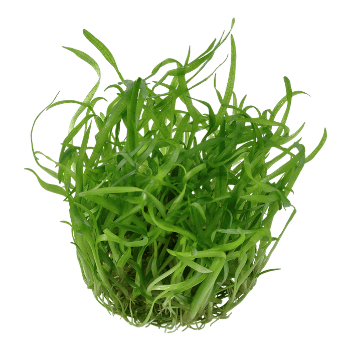 Tropical 079 tissue culture Sagittaria subulata aquarium plant in a closed cup, featuring lush green, compact foliage.