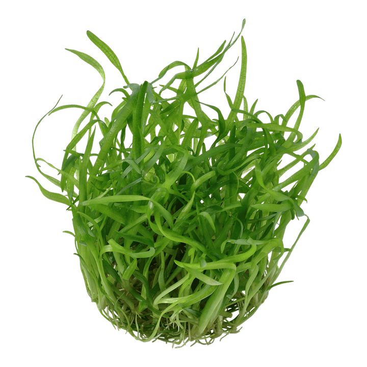 Tropical 079 tissue culture Sagittaria subulata aquarium plant in a closed cup, featuring lush green, compact foliage.