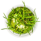 Tropica 081 Tissue Culture - Littorella uniflora aquarium plant in tissue culture cup.