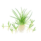Tropica 081 Tissue Culture - Littorella uniflora aquarium plant illustration with green leaves and roots.