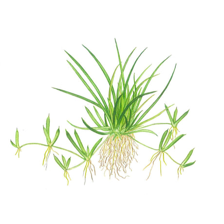 Tropica 081 Tissue Culture - Littorella uniflora aquarium plant illustration with green leaves and roots.