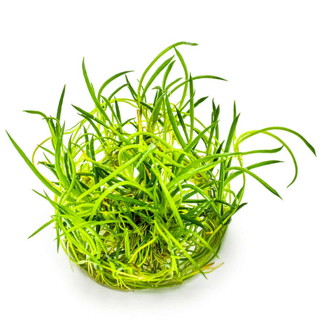 Tropica 081 Tissue Culture - Littorella uniflora aquarium plant in tissue culture cup
