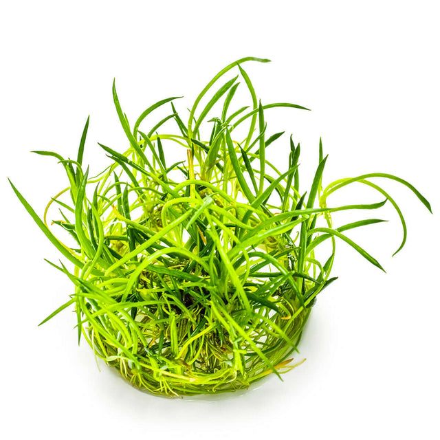 Tropica 081 Tissue Culture - Littorella uniflora aquarium plant in tissue culture cup