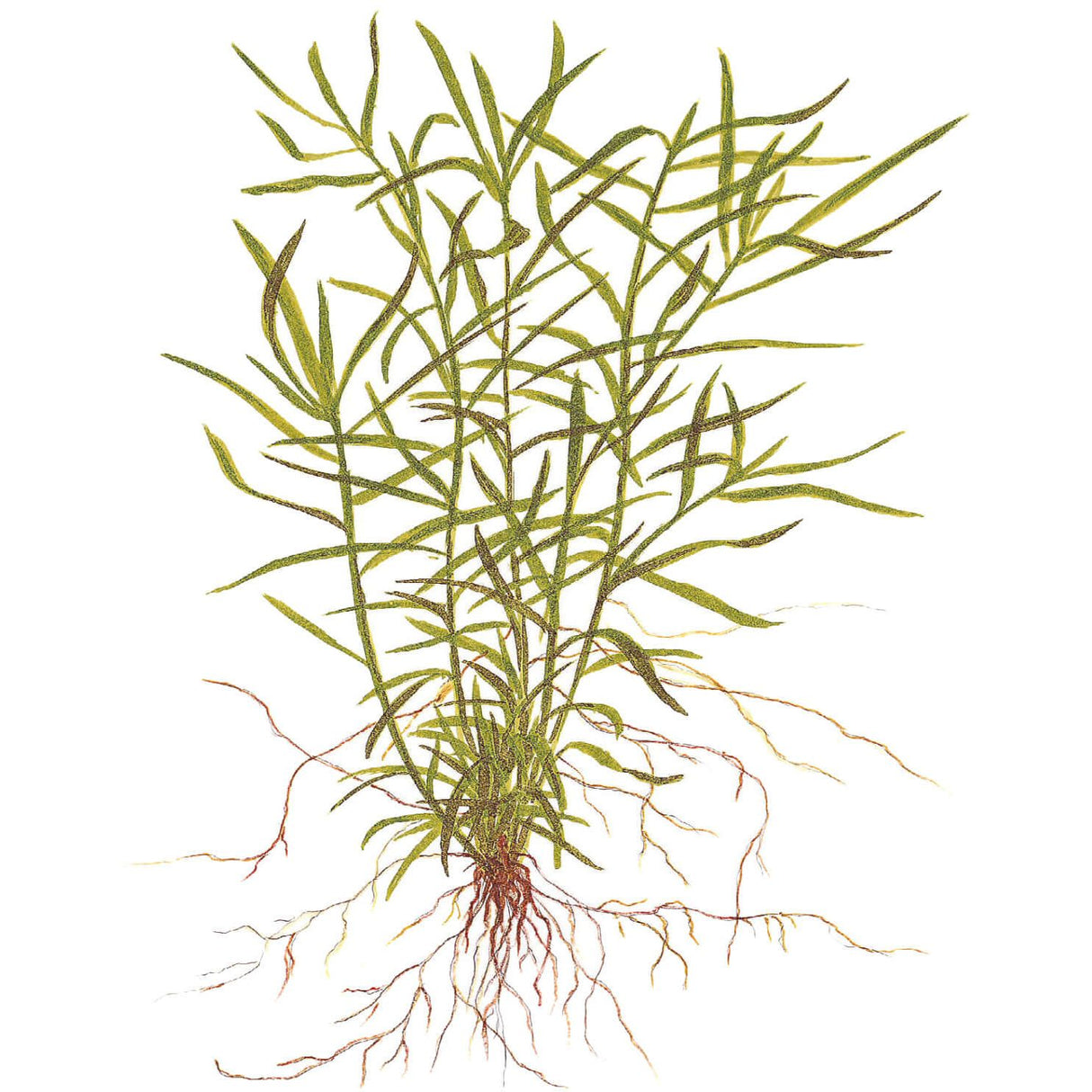 Tropica 096 Tissue Culture - Heteranthera zosterifolia aquarium plant illustration with green stems and roots