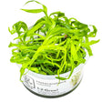 Tropica 096 Tissue Culture - Heteranthera zosterifolia aquarium plant in tissue culture cup with vibrant green leaves.