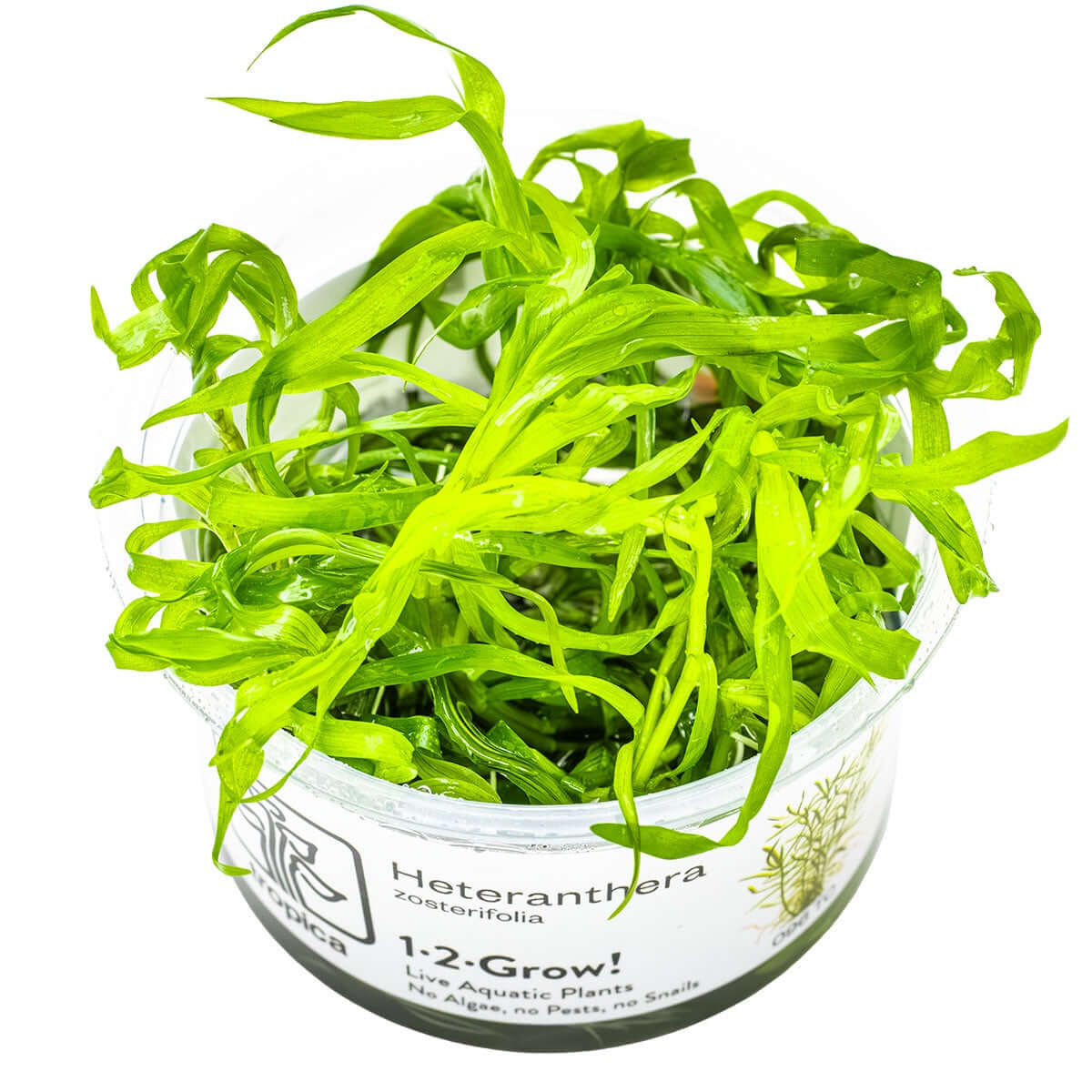 Tropica 096 Tissue Culture - Heteranthera zosterifolia aquarium plant in tissue culture cup with vibrant green leaves.