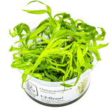 Tropica 096 Tissue Culture - Heteranthera zosterifolia