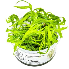 Tropica 096 Tissue Culture - Heteranthera zosterifolia aquarium plant in tissue culture cup with vibrant green leaves.