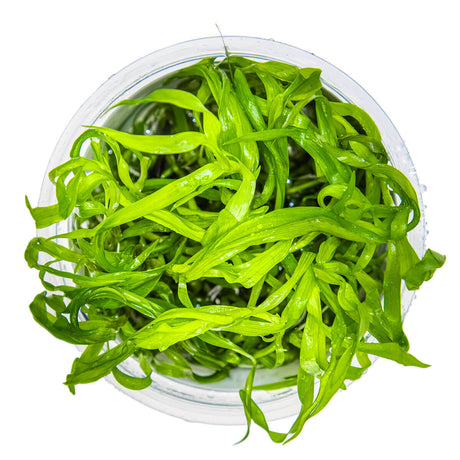 Tropica 096 Tissue Culture - Heteranthera zosterifolia aquarium plant in tissue culture cup