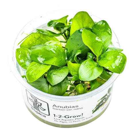Tropica 101 Tissue Culture - Anubias barteri var. nana live aquatic plant in a closed cup for aquariums.