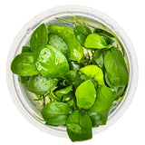 Tropica 101 Tissue Culture - Anubias barteri var. nana in a clear cup with healthy green leaves