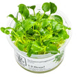 Tropica 102 Tissue Culture - Schismatoglottis prietoi aquarium plant in tissue culture cup.