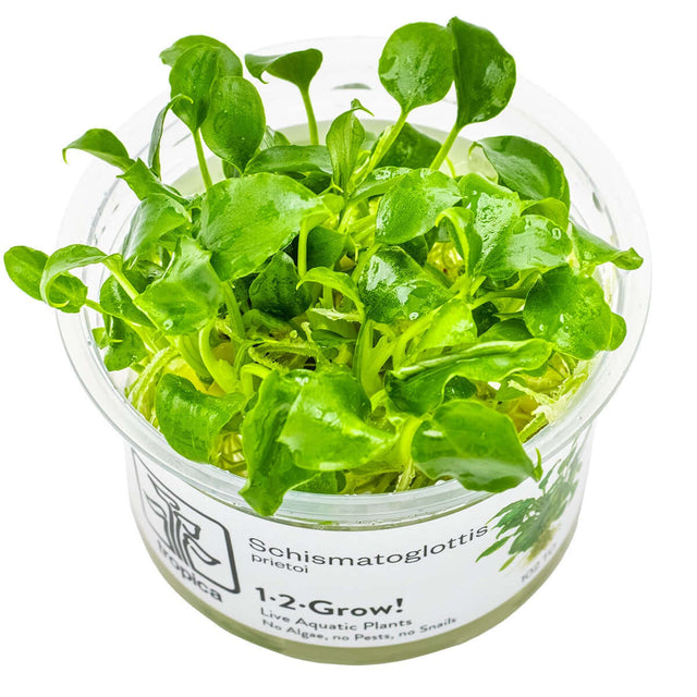 Tropica 102 Tissue Culture - Schismatoglottis prietoi aquarium plant in tissue culture cup.