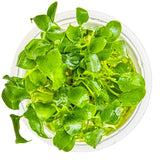 Tropica 102 Tissue Culture - Schismatoglottis prietoi aquatic plant in a closed cup, with vibrant green leaves.