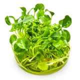 Tropica 102 Tissue Culture - Schismatoglottis prietoi Aquarium plant in tissue culture cup.