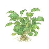 Tropica 102 Tissue Culture - Schismatoglottis prietoi plant with green leaves and visible roots.