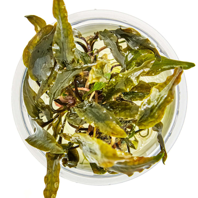 Tropica 109D Tissue Culture - Cryptocoryne wendtii Mi Oya aquarium plant in closed cup view from above.