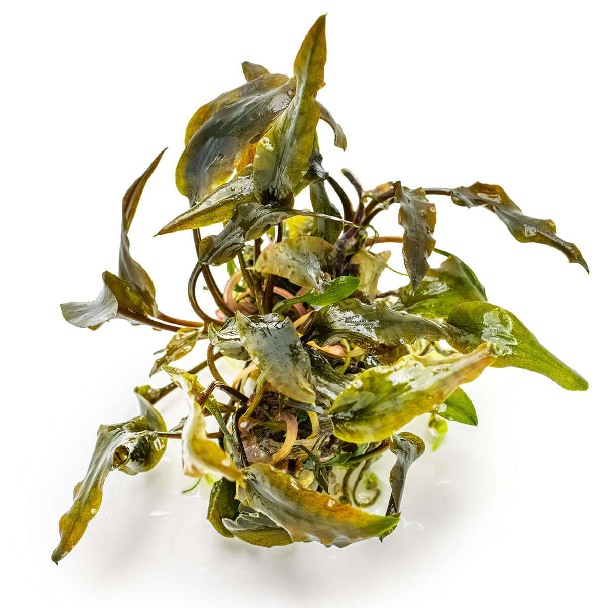Tropica 109D Tissue Culture - Cryptocoryne wendtii Mi Oya aquarium plant in tissue culture cup with distinctive leaves.
