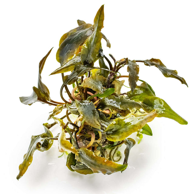 Tropica 109D Tissue Culture - Cryptocoryne wendtii Mi Oya aquarium plant in tissue culture cup with distinctive leaves.