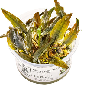 Tropica 109D Tissue Culture - Cryptocoryne wendtii Mi Oya in a closed cup, showcasing red-brown hammered leaves.