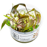 Tropica 126 Tissue Culture - Cryptocoryne nurii live aquatic plant in a clear cup.