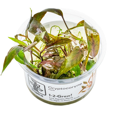 Tropica 126 Tissue Culture - Cryptocoryne nurii live aquatic plant in a clear cup.