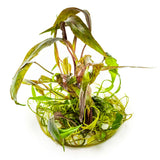 Tropica 126 Tissue Culture - Cryptocoryne nurii aquarium plant in tissue culture cup on white background.