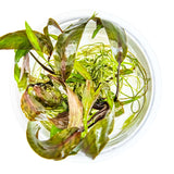 Tropica 126 Tissue Culture - Cryptocoryne nurii beautiful aquarium plant in tissue culture cup.