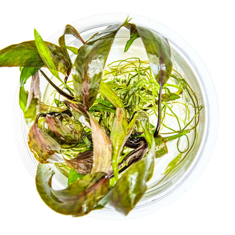 Tropica 126 Tissue Culture - Cryptocoryne nurii beautiful aquarium plant in tissue culture cup.