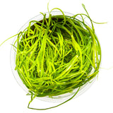 Tropica 133F Tissue Culture - Juncus Repens in a clear container with vibrant green grass-like leaves.