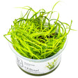 Tropica 133F Tissue Culture - Juncus Repens in a clear container, showcasing vibrant green aquatic plant growth.