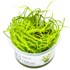 Tropica 133F Tissue Culture - Juncus Repens in a clear container, showcasing vibrant green aquatic plant growth.