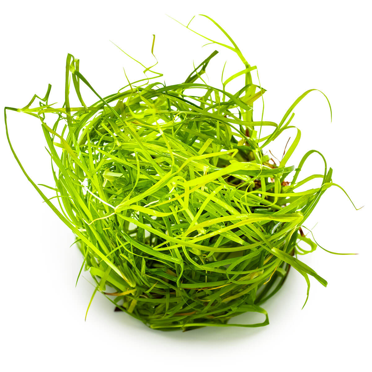 Tropica 133F Tissue Culture - Juncus Repens green grass-like plant in a circular arrangement
