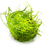 Tropica 133F Tissue Culture - Juncus Repens green grass-like plant in a circular arrangement