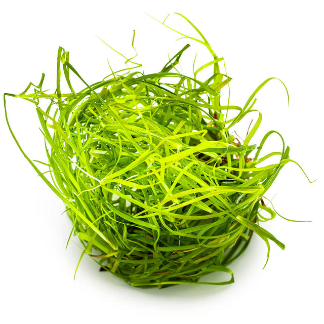 Tropica 133F Tissue Culture - Juncus Repens green grass-like plant in a circular arrangement
