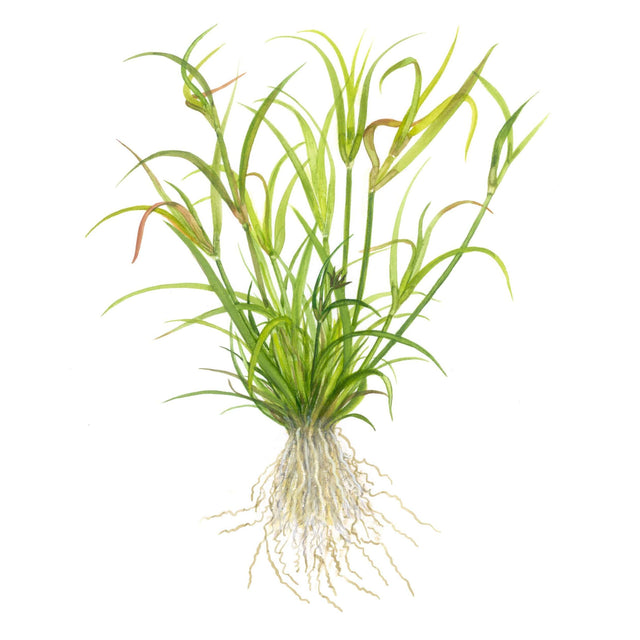 Tropica 133F Tissue Culture - Juncus Repens, showcasing its grass-like structure and roots.