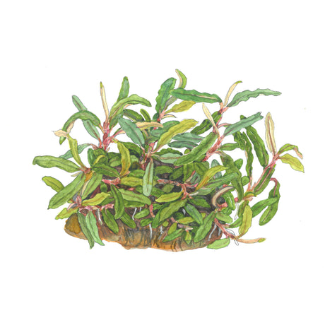 Tropica 139C Tissue Culture - Bucephalandra sp. Needle Leaf aquarium plant in tissue culture cup.