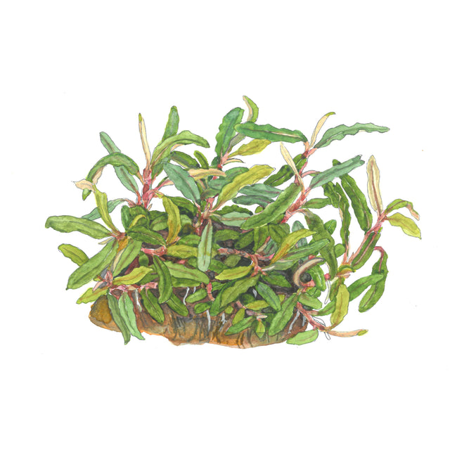 Tropica 139C Tissue Culture - Bucephalandra sp. Needle Leaf aquarium plant in tissue culture cup.