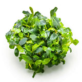 Tropica 139C Tissue Culture - Bucephalandra sp. Needle Leaf aquarium plant in tissue culture closed cup